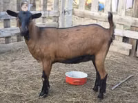 Capra, Alpine goat — foto 2