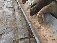 Kambing jantan, Sheep — foto 2
