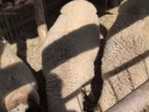 Ram, Sheep — Hungary
