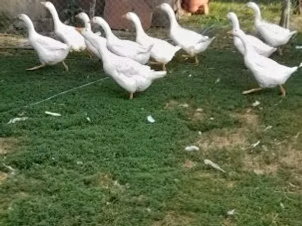 Geese — Hungary