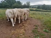 Banteng, Charolais cattle — foto 1