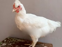 শামো চিকেন — ছবি 3