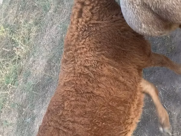 Ram, Sheep — Kyrgyzstan