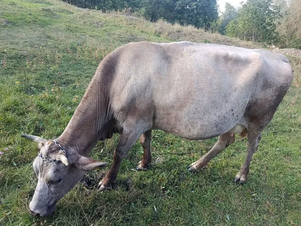 Cow, Cattle — Moldova