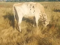 Cow, Cattle — photo 2