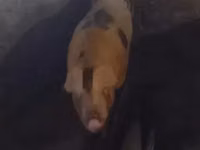 Sow, Pigs — photo 2