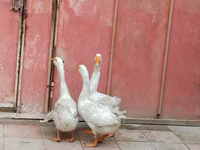 Geese — ፎቶ 2