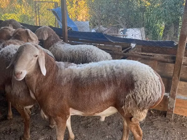 Ram, Arashan sheep