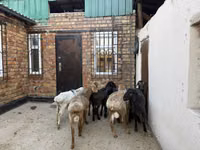 Sheep, Rhon sheep — photo 4