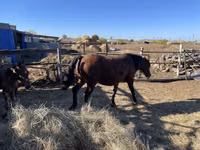 Mare, Horses — photo 2