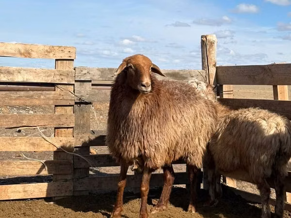 Biri-biri betina, Kazakh fat-tailed coarsewool sheep