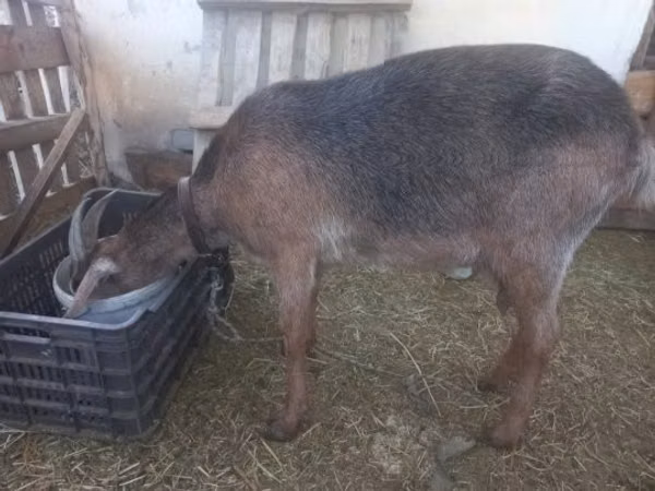 Goat, Nubian Goat — Hungary