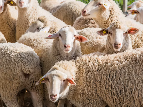 母羊, Sheep