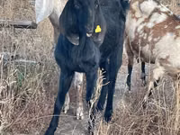 Capra, Beetal goats — foto 2