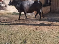 Cow, Brown Mountain — photo 5