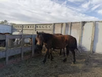 Kuda betina, Horses — foto 8