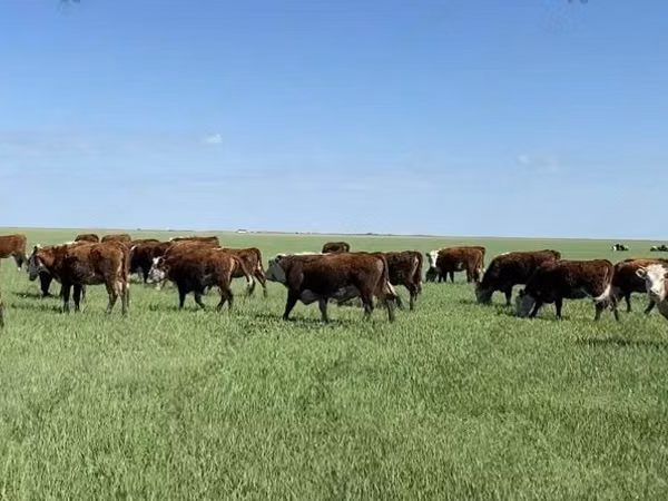 Cow, Hereford — Russia
