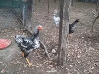 Chickens — عکس 6