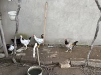 Chickens — photo 3