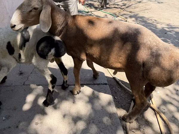 Ram, Arashan sheep