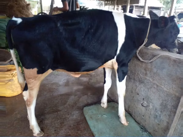 Cow, Russian Black pied cattle — Bangladesh
