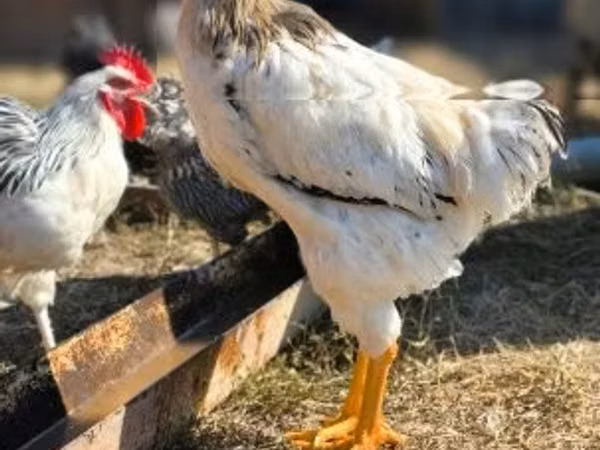 Chickens — Hungary