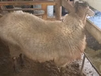 የጎትት አውራ በግ, Sheep — ፎቶ 1