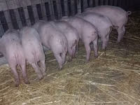 Sow, Pigs — photo 2