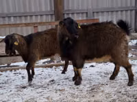 Goat, Goats — photo 1