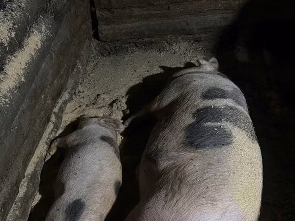 Boar, Pigs — Kazakhstan
