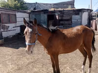 اسب نر, Kazakh horse — عکس 1