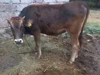 Bull, Cattle — photo 2