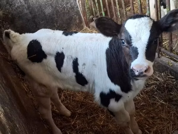 公牛, Russian Black pied cattle — 波兰