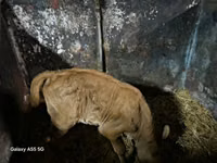 Cow, Cattle — photo 2