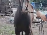 Ат, Липициан ат — сүрөт 3