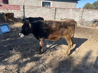 Vaca, Raza Alatau — foto 6