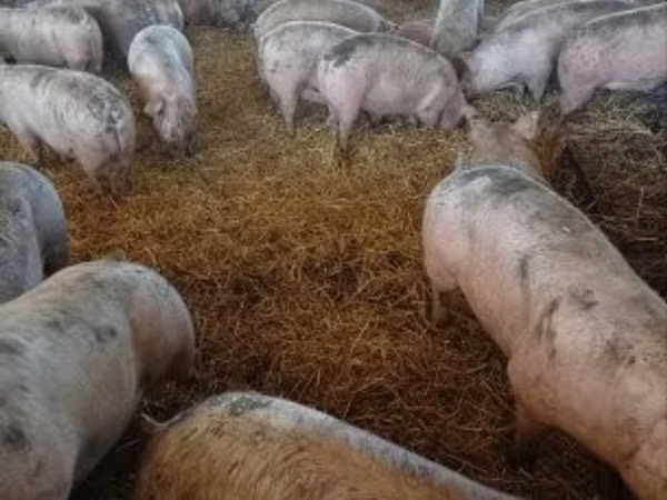 猪（批次，未指定性别）, Pigs — 匈牙利