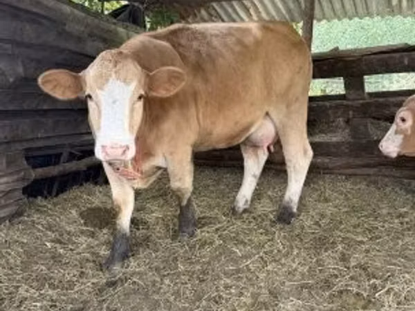 गाय, Simmental cattle