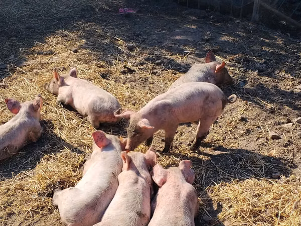 หมูป่าตัวผู้, หมู
