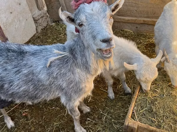 Goat, Saanen goat — Kazakhstan