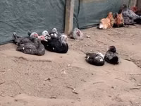 Ducks — foto 1