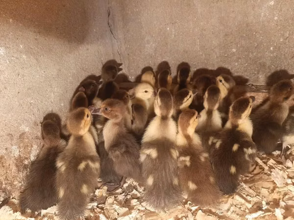 Ducks — Азербайджан