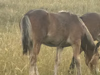 Кобила, Kazakh horse — снимка 3