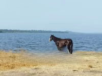 Fardo (xirmo, jins lama sheegin), Horses — sawirka 6