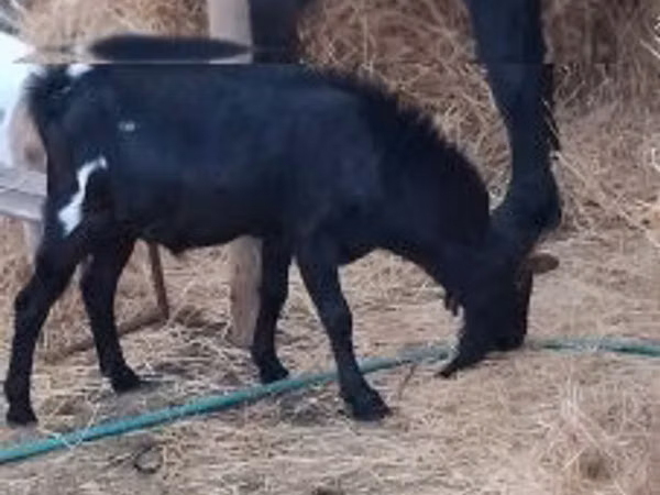 ஆண் வெள்ளாடு, Nubian Goat — ஹங்கேரி