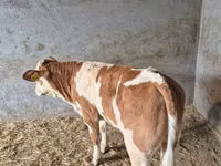 公牛, Simmental cattle — 照片 3