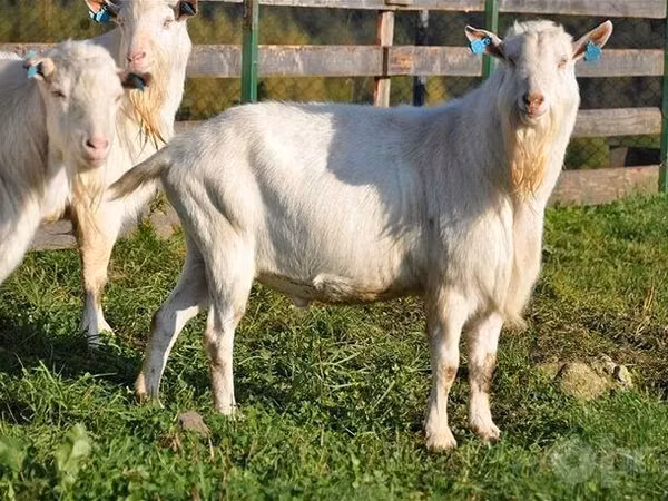 Jarac, Saanen goat — Узбекистан