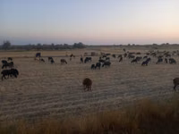 Sheep, Sheep — photo 4