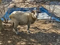 Får, Merino sheep — foto 1