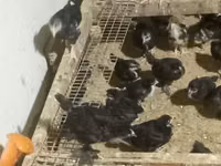 Chickens — foto 2